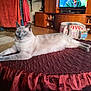 cat, siamese_cat, feline, pet, table, quilted_cloth, living_room, furniture, television, wooden_cabinet, decorations, toy, floor, carpet, curtain, relaxed, indoor, animal, home, resting