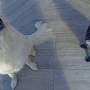 Junior Et Lillah participe au concours pour gagner de l'argent avec cette photo : dog, white_dog, black_dog, pet, animal, fur, sitting, looking_up, outdoor, tile_floor, shadow, curious, cute, companion, domestic_animal, friendly, two_dogs, canine, playful, waiting