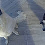 dog, white_dog, black_dog, pet, animal, fur, sitting, looking_up, outdoor, tile_floor, shadow, curious, cute, companion, domestic_animal, friendly, two_dogs, canine, playful, waiting