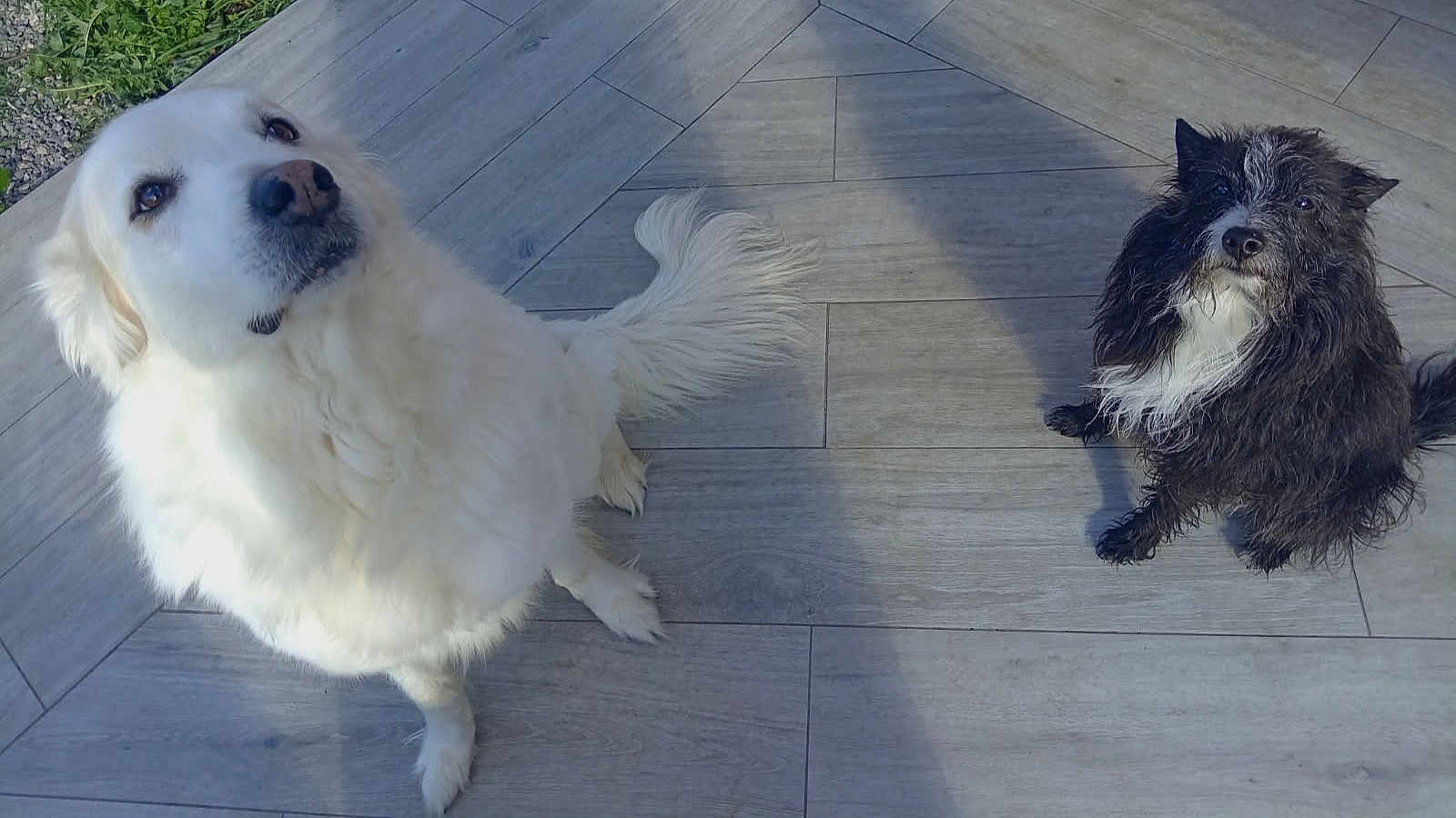 Junior Et Lillah participe au concours pour gagner de l'argent avec cette photo : dog, white_dog, black_dog, pet, animal, fur, sitting, looking_up, outdoor, tile_floor, shadow, curious, cute, companion, domestic_animal, friendly, two_dogs, canine, playful, waiting