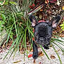 dog, french_bulldog, puppy, black_dog, plants, greenery, leaves, outdoor, nature, dirt, curious, pet, animal, small_dog, red_harness, garden, foliage, closeup, young_dog, playful