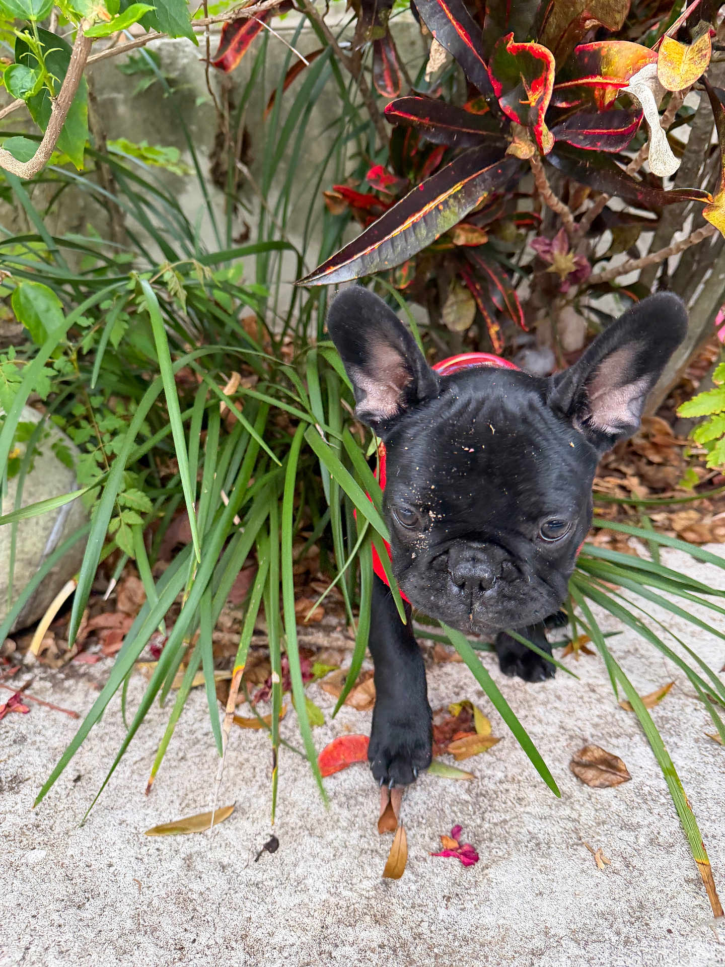 Tucker joined the competition — help win amazing prizes! dog, french_bulldog, puppy, black_dog, plants, greenery, leaves, outdoor, nature, dirt, curious, pet, animal, small_dog, red_harness, garden, foliage, closeup, young_dog, playful