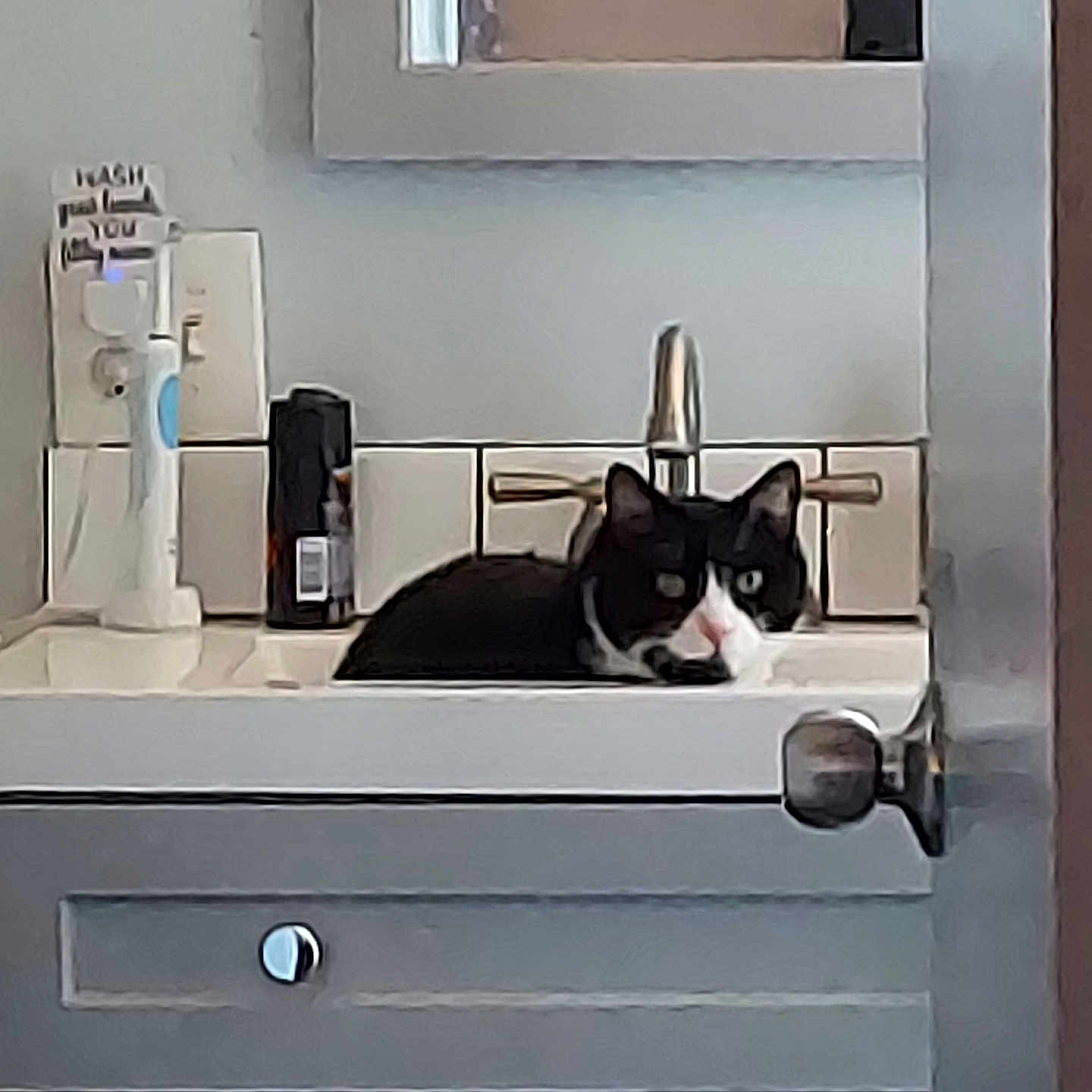 Curry joined the competition — help win amazing prizes! animal, basin, bathroom, cabinet, cat, closet, cupboard, doublesink, drawer, electricaldevice, furniture, indoors, kitten, pet, room, sink, sinkfaucet, switch, window, windowsill