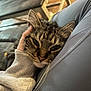 cat, tabby_cat, pet, animal, feline, whiskers, close_up, snuggling, hand, sleeve, couch, furniture, wooden_chair, indoor, relaxing, cozy, leg, gray_clothing, fur, nap