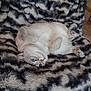 cat, blue_eyes, fluffy, blanket, patterned_blanket, fur, paw, paws_up, lying_on_back, relaxed, indoor, chair, cozy, pet, domestic_cat, whiskers, nose, portrait, sleepy, home