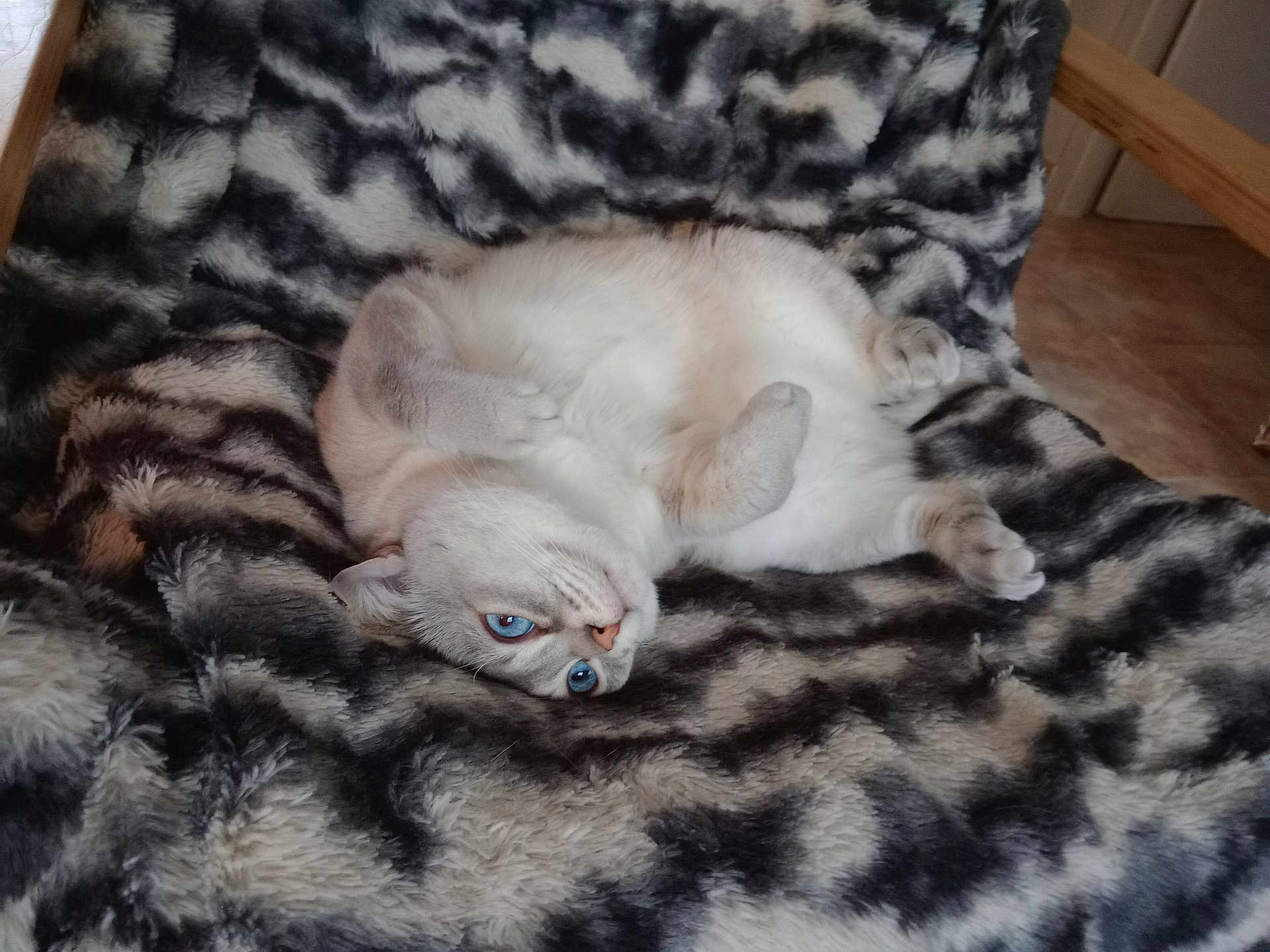 Mia participe au concours pour gagner de l'argent avec cette photo : cat, blue_eyes, fluffy, blanket, patterned_blanket, fur, paw, paws_up, lying_on_back, relaxed, indoor, chair, cozy, pet, domestic_cat, whiskers, nose, portrait, sleepy, home