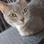 Souki participe au concours pour gagner de l'argent avec cette photo : cat, close_up, curious, domestic_animal, ears, eye_contact, fabric_texture, feline, fur, gray_cat, green_eyes, indoor, muzzle, nose, pet, portrait, relaxed, sofa, tabby, whiskers