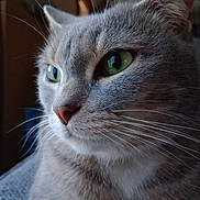Souki participe au concours pour gagner de l'argent avec cette photo : cat, close_up, detail, domestic_cat, ear, face, furry, gray_fur, green_eyes, indoor, macro, nose, paw, pet, portrait, relaxed, sitting, soft_lighting, tabby, whiskers