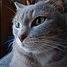 cat, close_up, detail, domestic_cat, ear, face, furry, gray_fur, green_eyes, indoor, macro, nose, paw, pet, portrait, relaxed, sitting, soft_lighting, tabby, whiskers