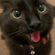 Dip joined the competition — help win amazing prizes! animal, bell, black_cat, carpet, cat, close_up, collar, curious_eyes, cute, domestic_cat, expression, feline, fur, indoor, looking_up, mammal, pet, playful, tongue_out, whiskers