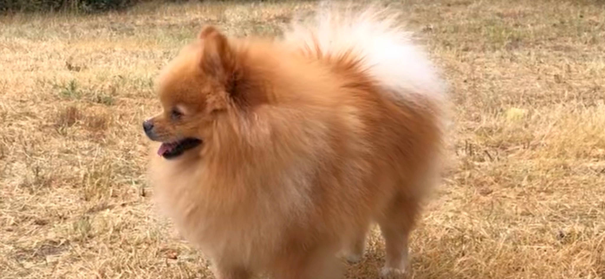 Maxi participe au concours pour gagner de l'argent avec cette photo : ancient_dog_breeds, canidae, carnivore, companion_dog, dog, dog_breed, fawn, fur, german_spitz, german_spitz_klein, grass, non_sporting_group, snout, spitz, tail, terrestrial_animal, volpino_italiano, whiskers, wildlife, working_animal