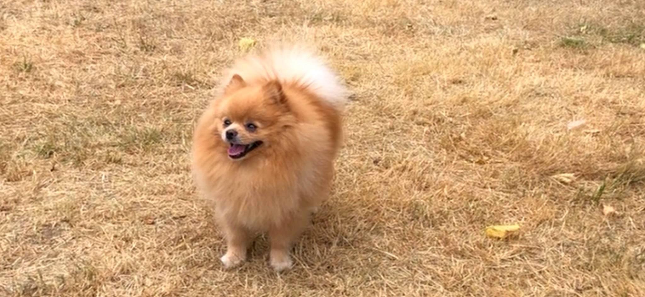 Maxi participe au concours pour gagner de l'argent avec cette photo : canidae, carnivore, companion_dog, dog, dog_breed, fur, german_spitz, german_spitz_klein, german_spitz_mittel, grass, non_sporting_group, pomeranian, puppy, spitz, sporting_group, terrestrial_animal, toy_dog, volpino_italiano, whiskers, working_animal