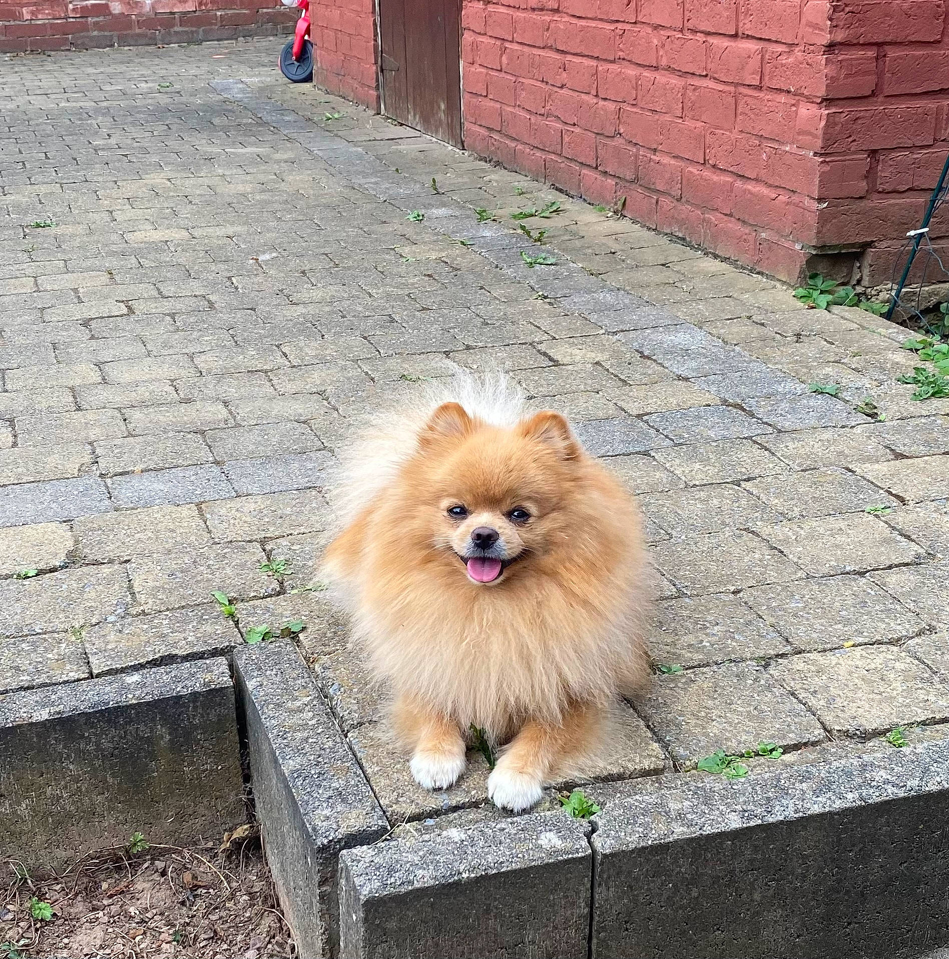 Maxi a rejoint le concours — aidez-le/la à gagner de superbes lots ! brick, canidae, carnivore, companion_dog, dog, dog_breed, fawn, fur, german_spitz, german_spitz_klein, german_spitz_mittel, non_sporting_group, road_surface, snout, spitz, sporting_group, toy_dog, volpino_italiano, whiskers, working_animal