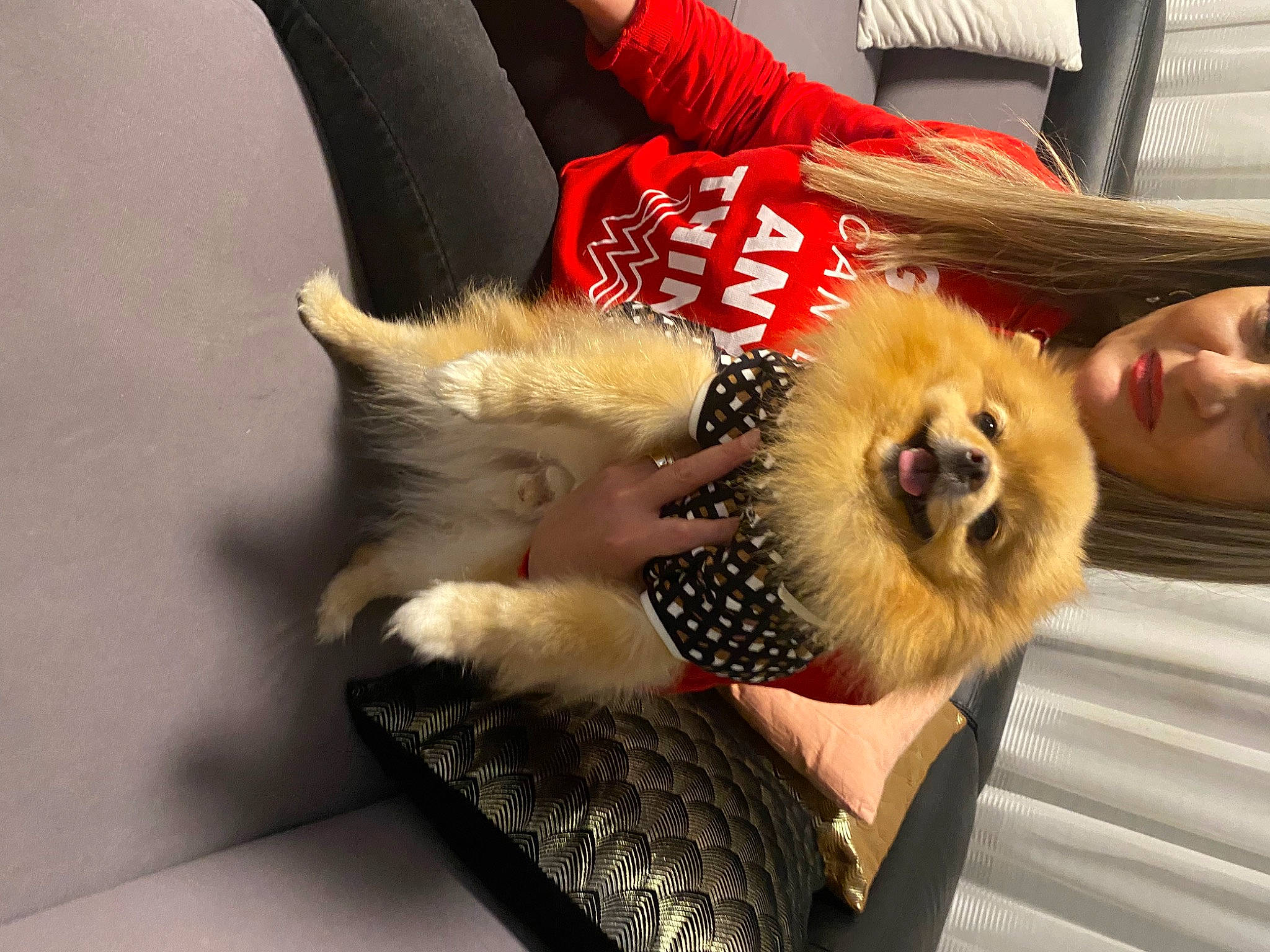 Maxi participe au concours pour gagner de l'argent avec cette photo : canidae, carnivore, companion_dog, corgi_chihuahua, dog, dog_breed, eyewear, fawn, fur, fur_clothing, german_spitz, german_spitz_klein, pomeranian, puppy, smile, snout, spitz, sporting_group, toy_dog, working_animal