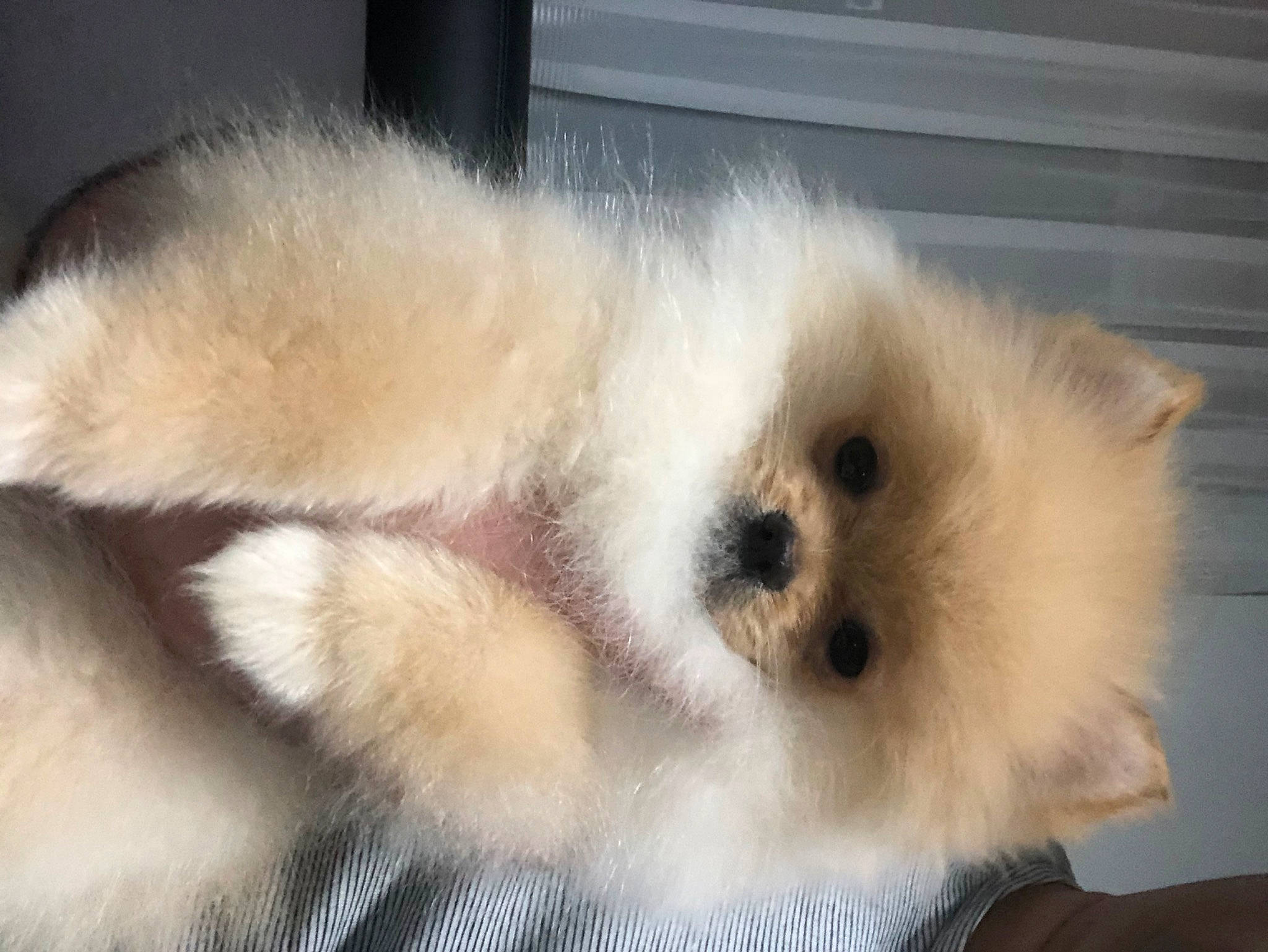 Maxi a rejoint le concours — aidez-le/la à gagner de superbes lots ! ancient_dog_breeds, canidae, carnivore, companion_dog, dog, dog_breed, fawn, fur, german_spitz, german_spitz_klein, german_spitz_mittel, non_sporting_group, samoyed, snout, spitz, sporting_group, toy_dog, volpino_italiano, whiskers, working_animal