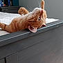 cat, orange_tabby, bed, furniture, indoor, pet, relaxed, curious, whiskers, paws, head, upside_down, bedroom, nightstand, domestic_animal, fur, cute, animal, resting, home