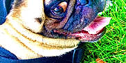Pretzel is registered to the contest to win money with this photo: animal, black_harness, canine, close_up, cute, dog, eyes, face, fur, grass, greenery, happy, nature, outdoor, pet, playful, pug, snout, summer, tongue_out