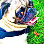 animal, black_harness, canine, close_up, cute, dog, eyes, face, fur, grass, greenery, happy, nature, outdoor, pet, playful, pug, snout, summer, tongue_out