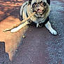 Pretzel joined the competition — help win amazing prizes! animal, canine, closeup, cute, daylight, dog, fur, leash, lying, muzzle, nature, outdoor, pavement, pet, playful, pug, shadow, stick, sunlight, tongue