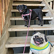 Pretzel is registered to the contest to win money with this photo: animal, black, brown, canine, cute, dog, friendly, happy, harness, leash, outdoor, pet, portrait, pug, sitting, smiling, stairs, standing, tongue_out, wooden