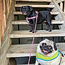 animal, black, brown, canine, cute, dog, friendly, happy, harness, leash, outdoor, pet, portrait, pug, sitting, smiling, stairs, standing, tongue_out, wooden