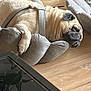 Pretzel joined the competition — help win amazing prizes! animal, comfortable, cozy, cute, dog, dog_bed, domestic_animal, face, furniture, harness, indoor, living_room, mammal, paw, pet, pug, relaxation, resting, sleeping, wooden_floor