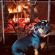 Raymond participe au concours pour gagner de l'argent avec cette photo : dog, french_bulldog, fireplace, fire, indoor, pet, animal, mesh_screen, warm_light, cozy, sitting, fur, companion, domestic, cute, portrait, brown, black, snout, ears