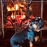 dog, french_bulldog, fireplace, fire, indoor, pet, animal, mesh_screen, warm_light, cozy, sitting, fur, companion, domestic, cute, portrait, brown, black, snout, ears