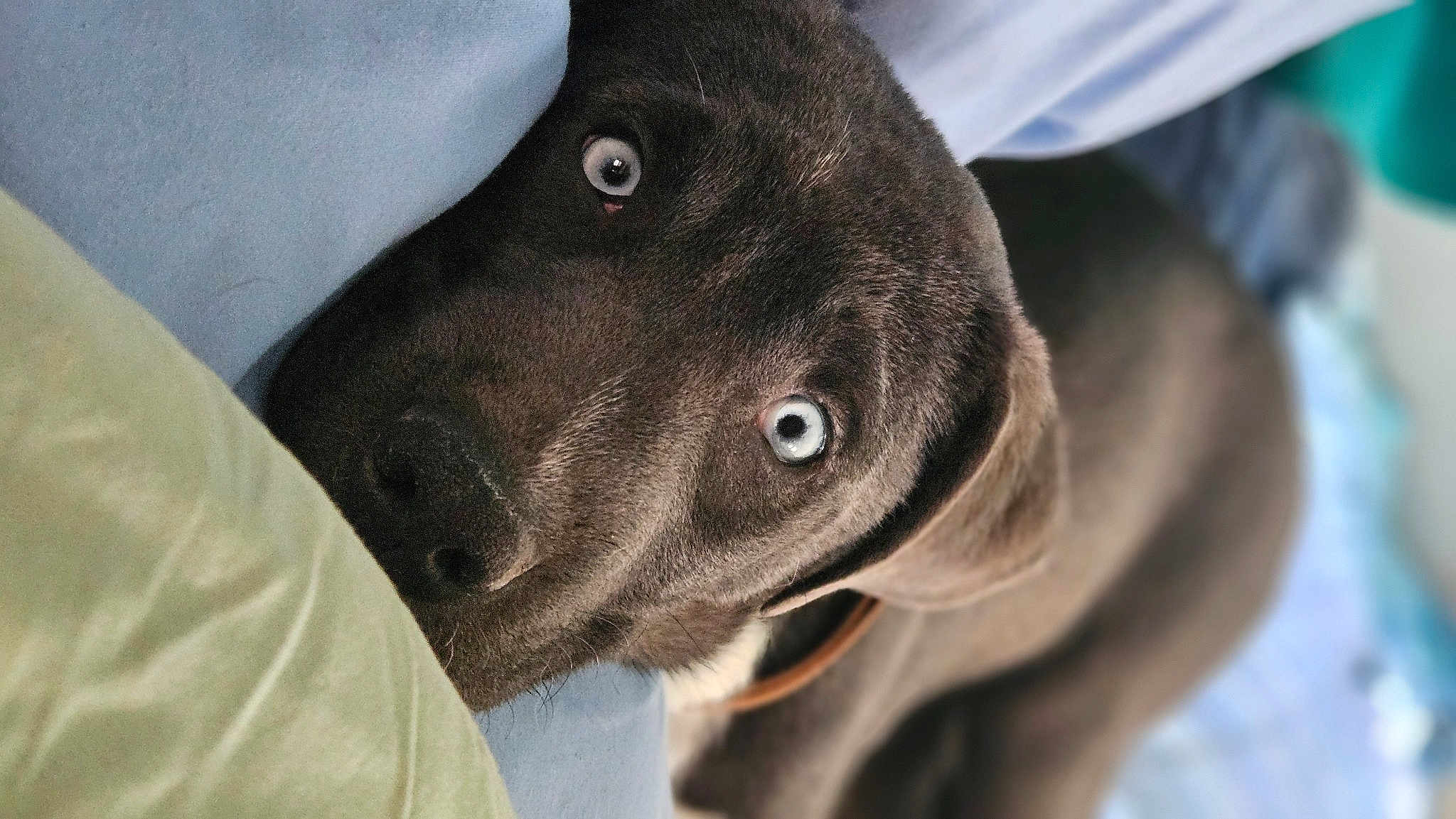 Jax