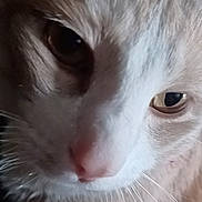 Toby is registered to the contest to win money with this photo: animal, cat, close_range, close_up, curious, cute, detail, domestic_animal, eyes, face, feline, fur, indoor, macro, mammal, nose, pet, portrait, soft_light, whiskers