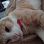 animal, blanket, brown, cat, closeup, collar, cozy, cute, domestic, feline, fur, indoor, lazy, pet, relaxing, resting, sleepy, soft, texture, white