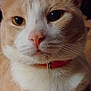animal, beige_cat, cat, close_up, collar, cushion, domestic_cat, ears, face, feline, fur, indoor, nose, pattern, pet, portrait, resting, soft_light, whiskers, white_cat