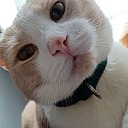 Toby joined the competition — help win amazing prizes! cat, close_up, pet, animal, fur, whiskers, collar, pink_nose, eyes, curious, indoor, domestic_cat, cute, face, head, mammal, looking, portrait, feline