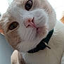 cat, close_up, pet, animal, fur, whiskers, collar, pink_nose, eyes, curious, indoor, domestic_cat, cute, face, head, mammal, looking, portrait, feline