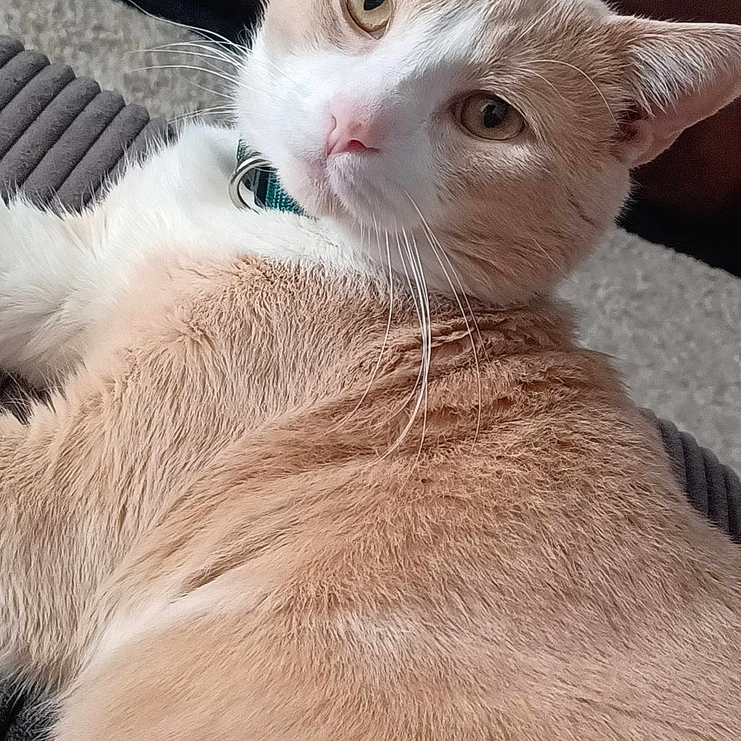 Toby