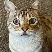Ozzie is registered to the contest to win money with this photo: cat, blue_eyes, close_up, whiskers, fur, ears, pet, animal, indoor, carpet, face, portrait, looking, cute, feline, tabby, domestic_cat, alert, mammal, expression