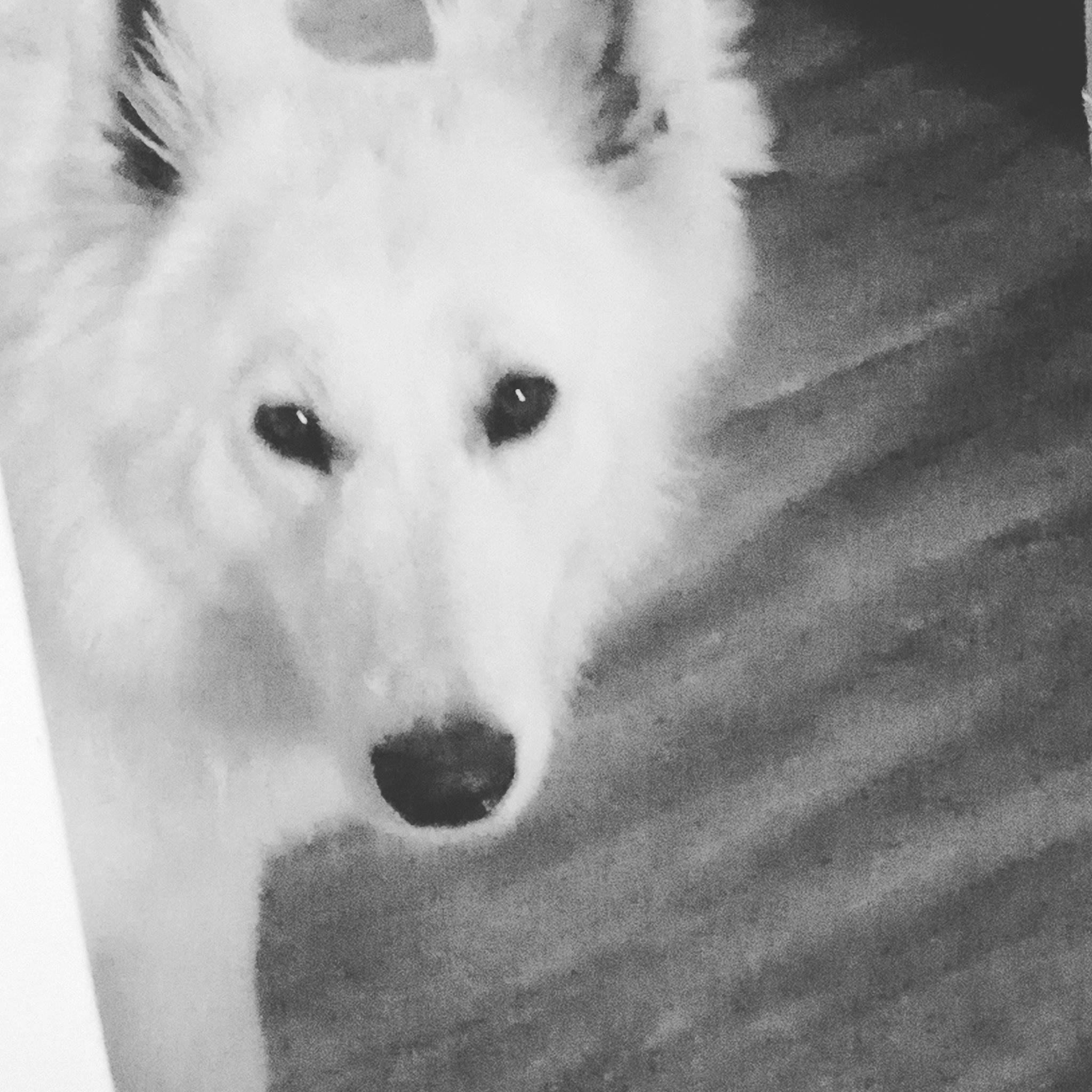 Seiko participe au concours pour gagner de l'argent avec cette photo : ancient_dog_breeds, art, canidae, canis, carnivore, dog, dog_breed, eye, fur, head, monochrome, monochrome_photography, non_sporting_group, snout, terrestrial_animal, whiskers, wildlife, wolf, working_animal, working_dog