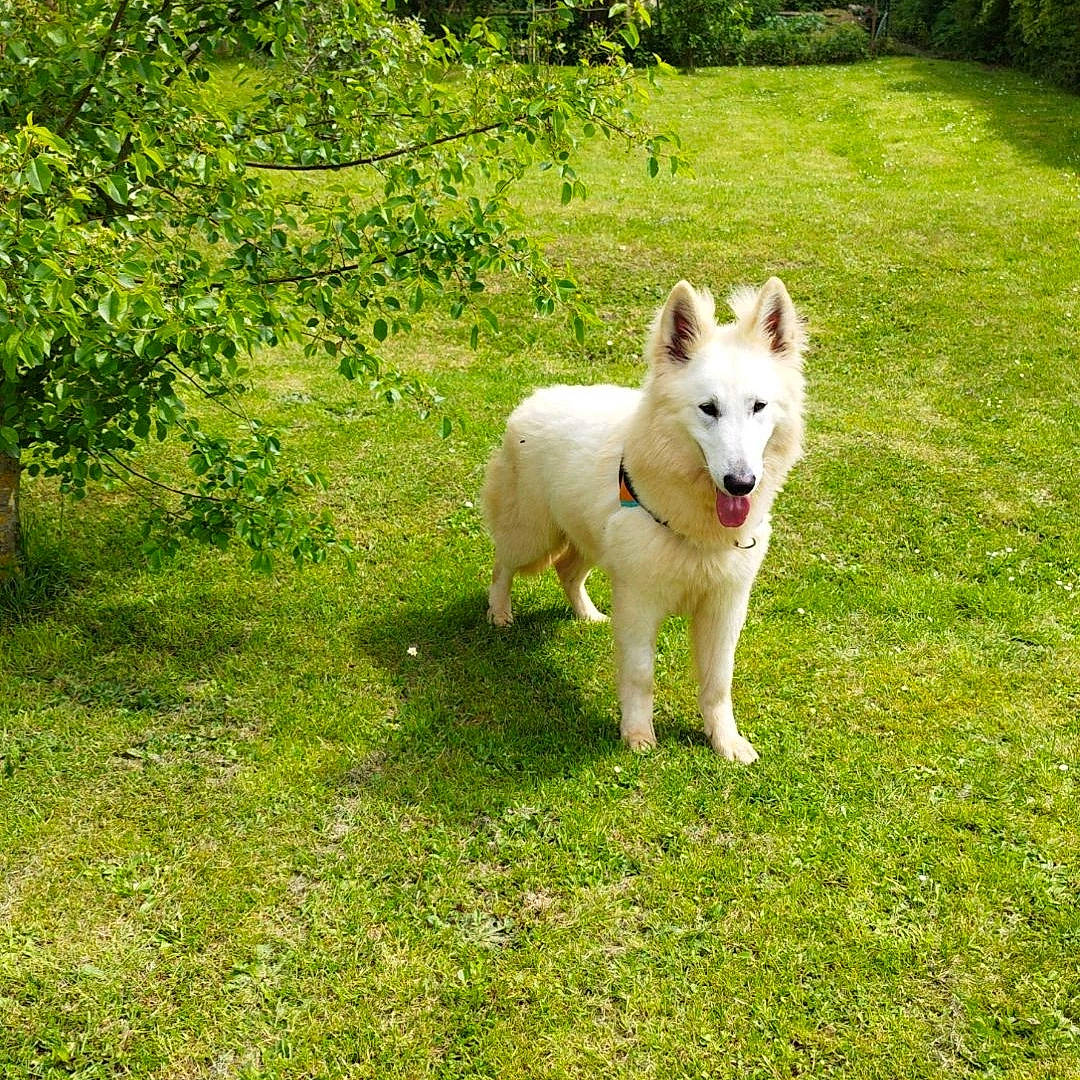 Seiko participe au concours pour gagner de l'argent avec cette photo : ancient_dog_breeds, canidae, carnivore, companion_dog, dog, dog_breed, fawn, grass, non_sporting_group, plant, sporting_group, tail, terrestrial_animal, tree, working_animal, working_dog