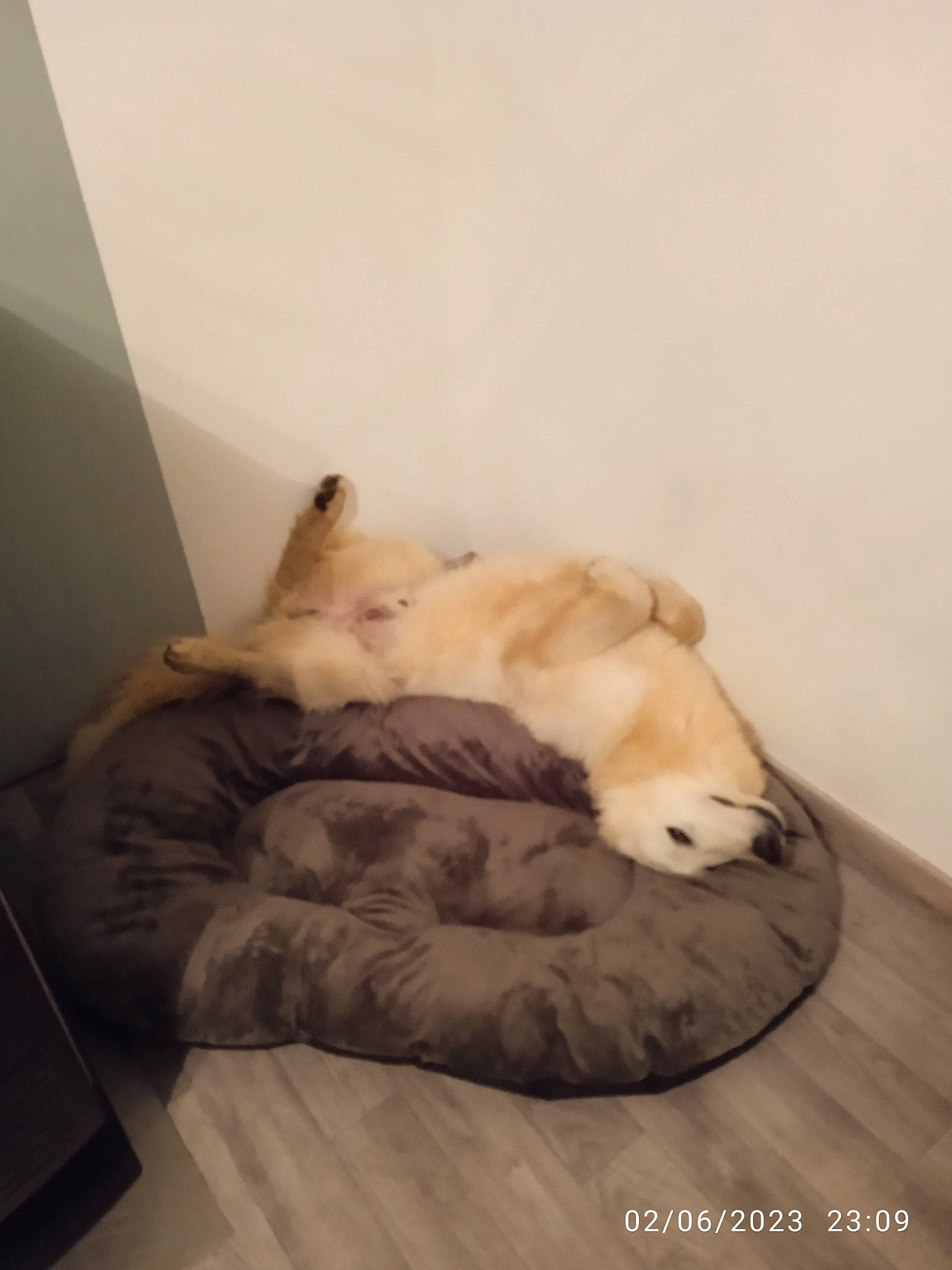 Seiko participe au concours pour gagner de l'argent avec cette photo : bed, carnivore, cat, comfort, companion_dog, dog_breed, domestic_short_haired_cat, fawn, felidae, flooring, fur, hardwood, nap, paw, small_to_medium_sized_cats, snout, sporting_group, tail, whiskers, wood