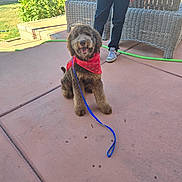 Loki joined the competition — help win amazing prizes! dog, bandana, leash, patio, wicker_furniture, person, shoes, concrete, garden, plants, sunlight, outdoor, smiling, fur, pet, happy, sitting, casual_clothing, yard, hose