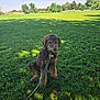 Loki joined the competition — help win amazing prizes! dog, leash, grass, greenery, park, outdoor, curly_fur, pet, canine, nature, sunlight, tree, field, tag, animal, summer, daytime, sitting, fur, collar
