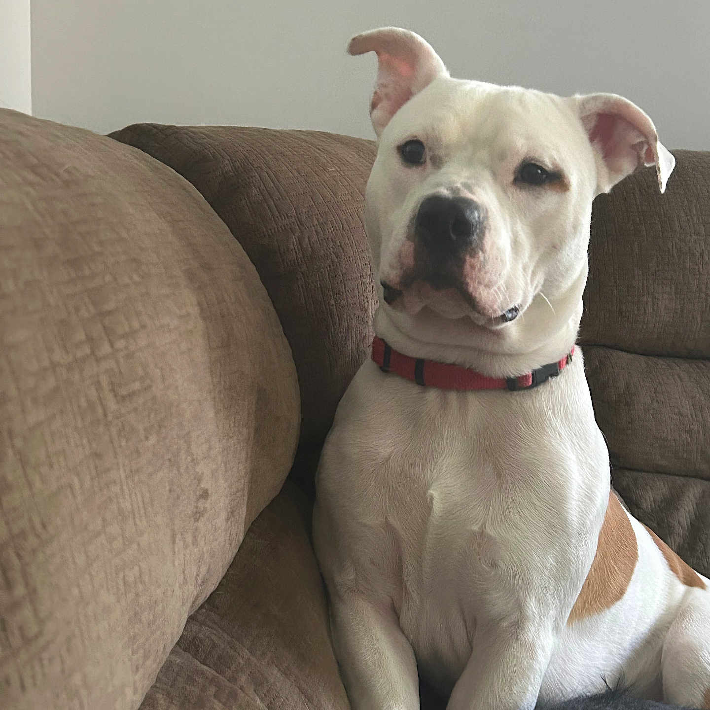 Rocky Balboa Ditomo is registered to the contest to win money with this photo: animal, armchair, ball, boxer, bulldog, canine, chair, couch, cushion, dog, frenchbulldog, furniture, homedecor, hound, labradorretriever, pet, pitbull, puppy, snout, whitedog