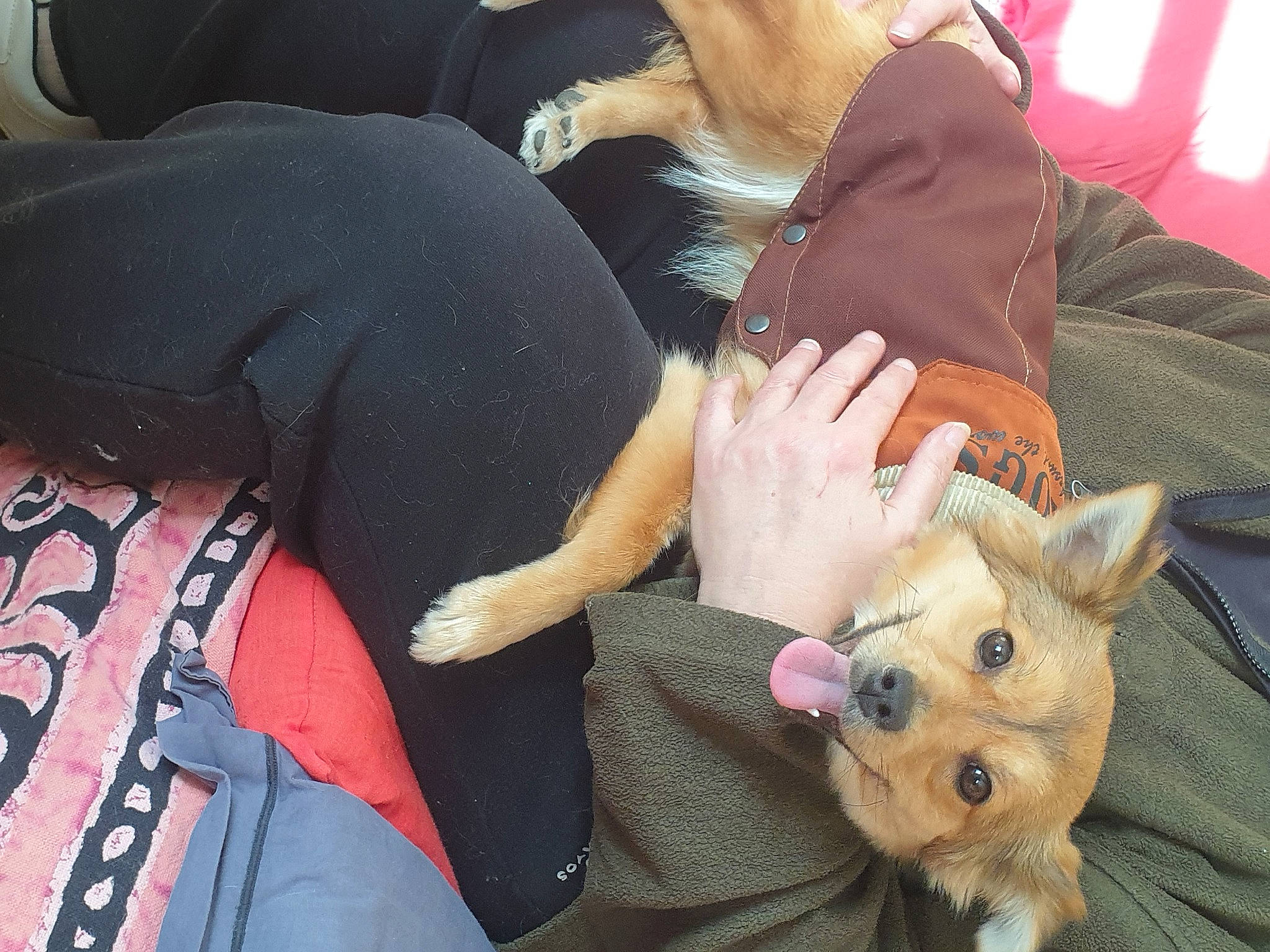 Quenelle a rejoint le concours — aidez-le/la à gagner de superbes lots ! carnivore, comfort, companion_dog, couch, dog, dog_breed, ear, fawn, felidae, fun, fur, gesture, lap, mouth, nail, snout, stuffed_toy, thigh, toy, whiskers