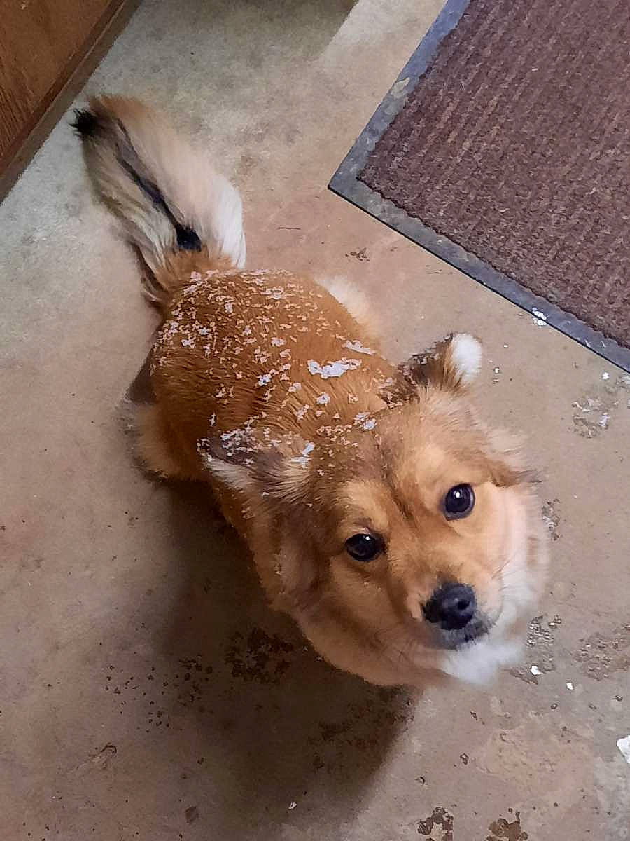 Quenelle a rejoint le concours — aidez-le/la à gagner de superbes lots ! canidae, carnivore, collar, companion_dog, dog, dog_breed, dog_supply, fawn, flooring, fur, liver, paw, pet_supply, snout, sporting_group, street_dog, tail, toy_dog, whiskers, working_animal