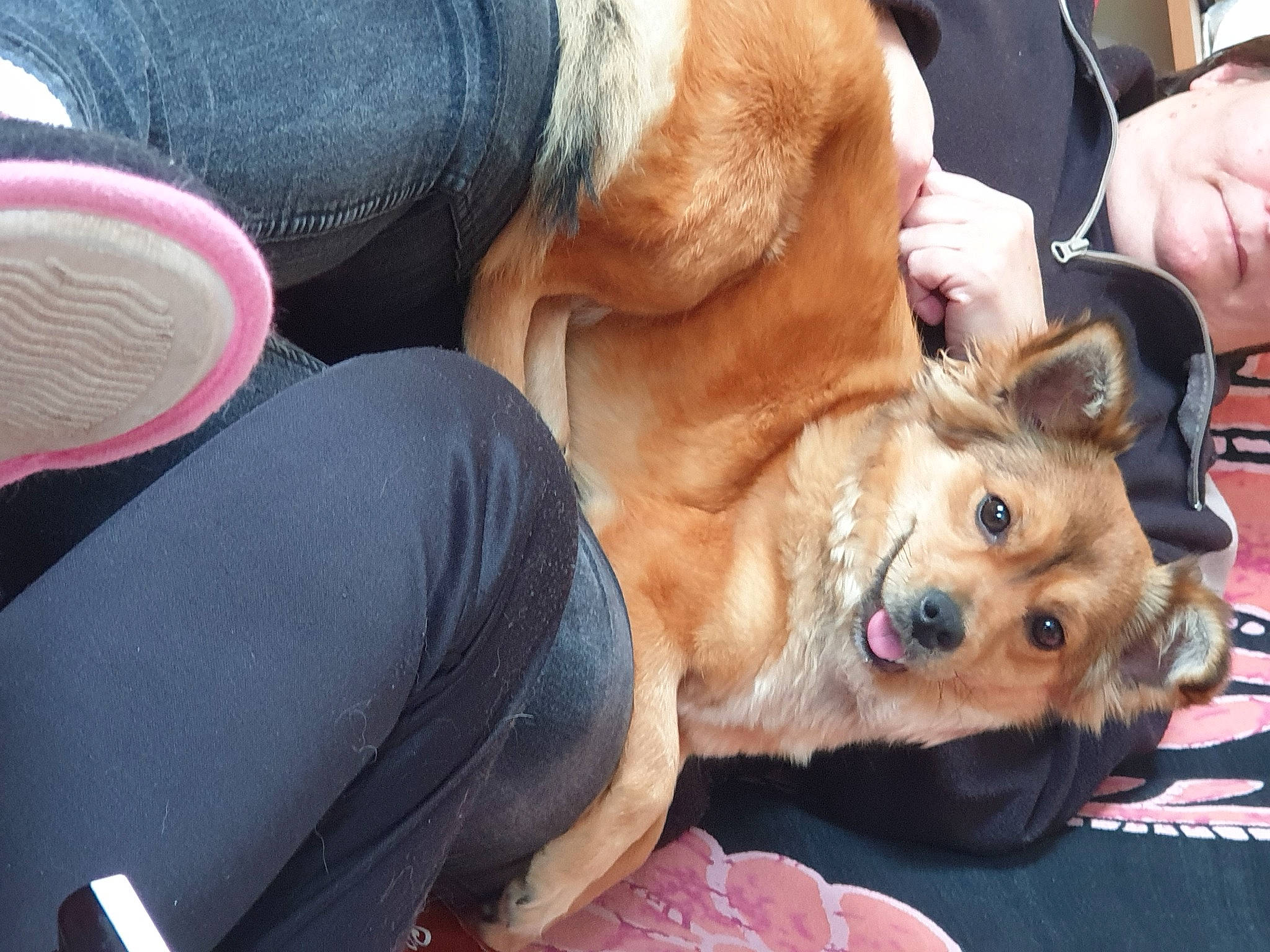 Quenelle participe au concours pour gagner de l'argent avec cette photo : canidae, carnivore, comfort, companion_dog, denim, dog, dog_breed, fawn, fur, hat, human_leg, knee, lap, pomeranian, sitting, sporting_group, sunglasses, thigh, toy, toy_dog