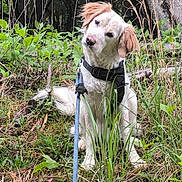 Duke Mcgregor joined the competition — help win amazing prizes! animal, brown_ears, canine, curious, daylight, dog, forest, fur, grass, greenery, head_tilt, leash, nature, outdoor, pet, sitting, trees, white_dog, wild, woodland