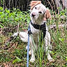 animal, brown_ears, canine, curious, daylight, dog, forest, fur, grass, greenery, head_tilt, leash, nature, outdoor, pet, sitting, trees, white_dog, wild, woodland