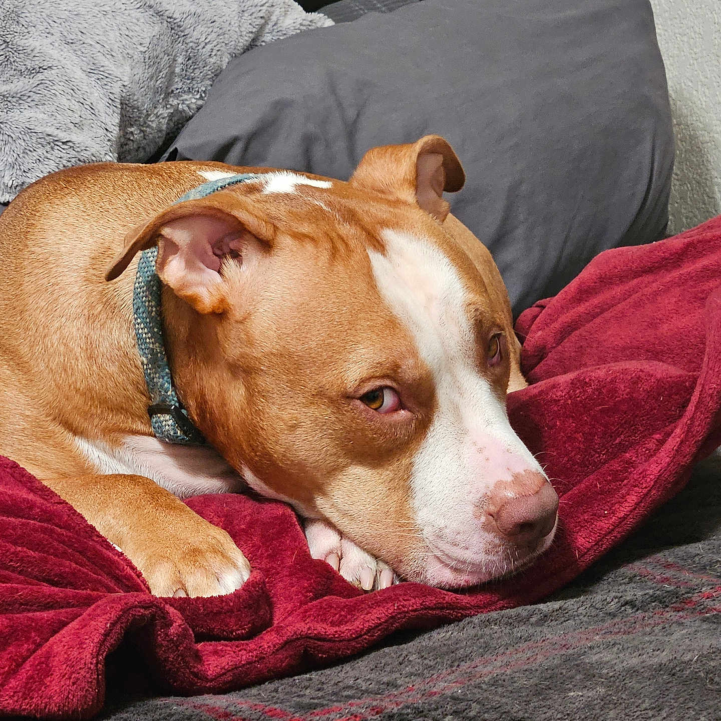 Thane joined the competition — help win amazing prizes! animal, bed, blanket, brown_and_white, canine, collar, comfort, cozy, dog, fur, gray_pillow, home, indoor, lying_down, pet, pillow, portrait, red_blanket, resting, sleepy