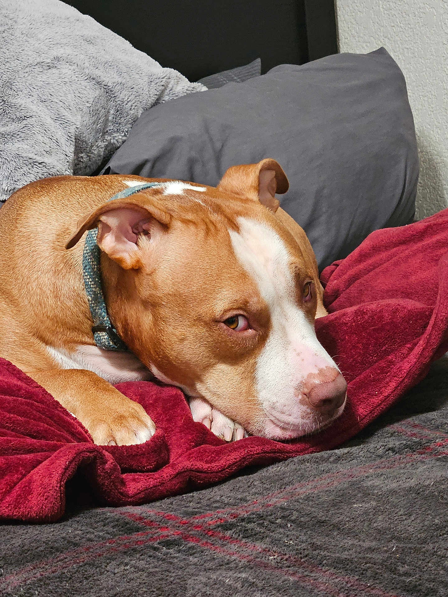 Thane joined the competition — help win amazing prizes! animal, bed, blanket, brown_and_white, canine, collar, comfort, cozy, dog, fur, gray_pillow, home, indoor, lying_down, pet, pillow, portrait, red_blanket, resting, sleepy