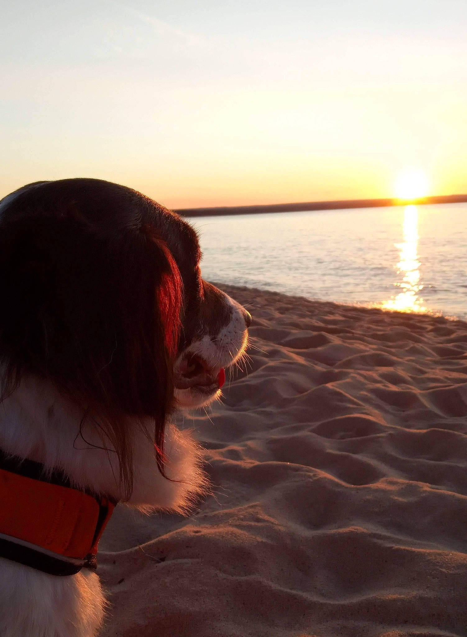 Ziggy is registered to the contest to win money with this photo: afterglow, astronomical_object, beach, body_of_water, calm, dusk, happy, heat, horizon, lake, landscape, sand, sky, sun, sunlight, sunrise, sunset, water, wind_wave, wood